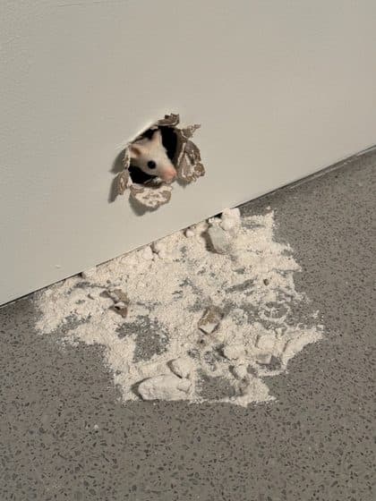 A mouse peeking from a hole in a gallery wall